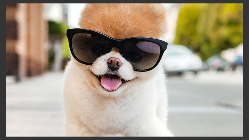 Ya crearon todo un grupo de fans que se rinden a sus patas.