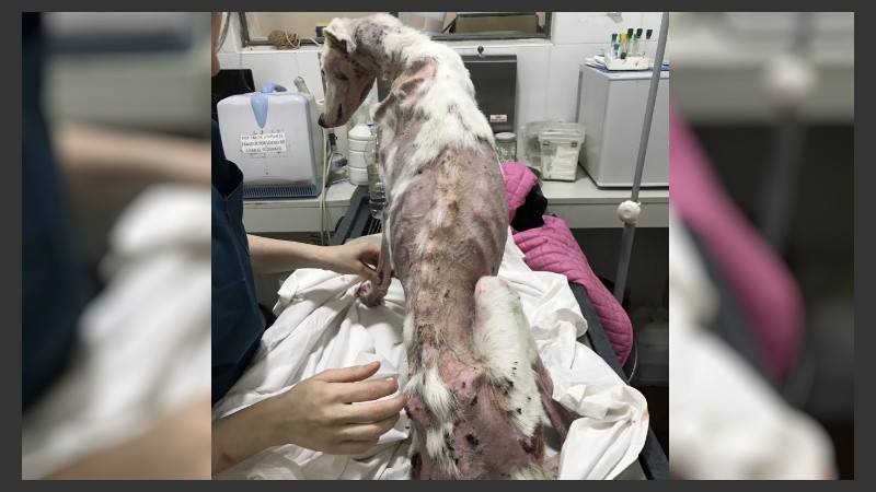 Rusa fue trasladada desde la perrera de Casilda.