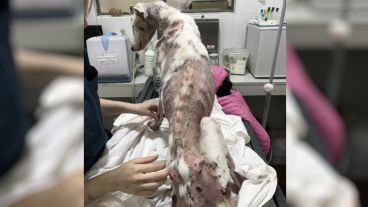 Rusa fue trasladada desde la perrera de Casilda.