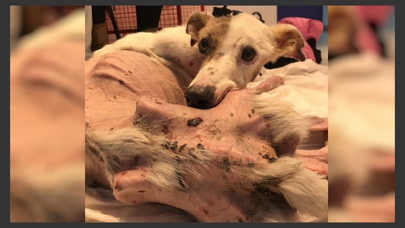 Rusa fue trasladada desde la perrera de Casilda.