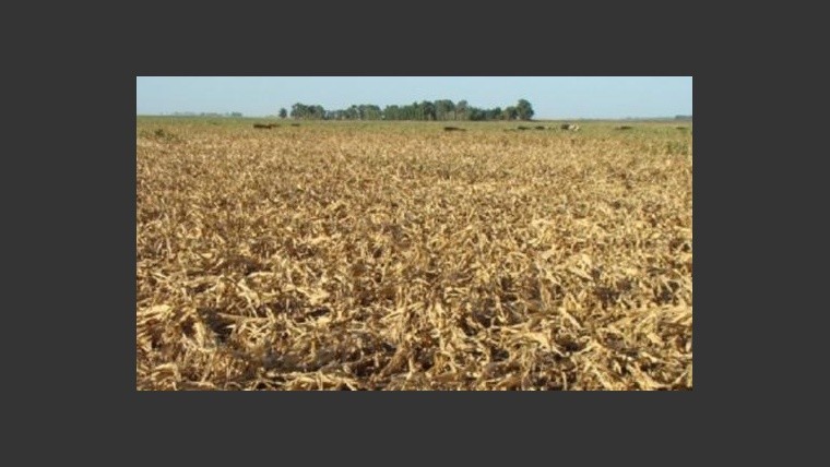 La sequía afectó cultivos de maíz y soja.