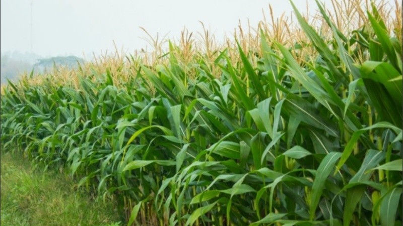 Habrá más de 100 mil toneladas de maíz por encima de la oleaginosa.