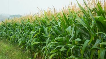 Habrá más de 100 mil toneladas de maíz por encima de la oleaginosa.