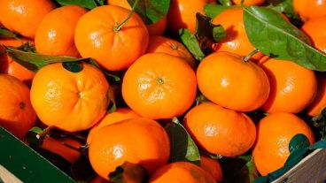 Las mandarinas, contentas con el sol y el frío.