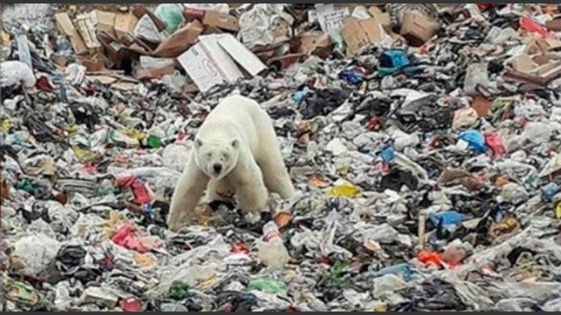 A falta de alimento, los osos descienden a las ciudades.
