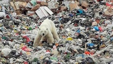 A falta de alimento, los osos descienden a las ciudades.