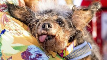 Scamp consiguió el primer premio en el 31º concurso al perro más feo del mundo
