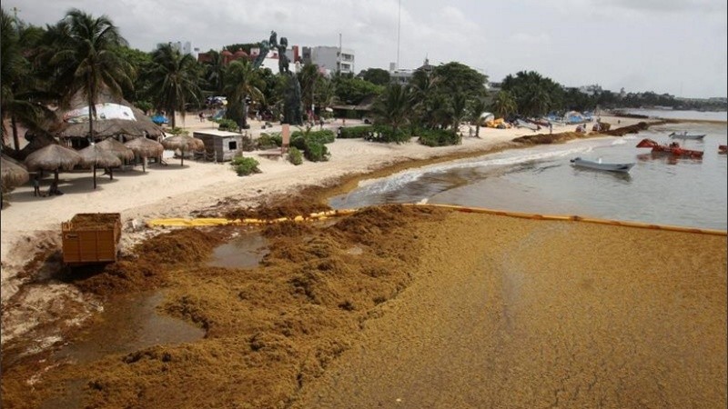 Costas del caribe mexicano invadidas por sargazo. 
