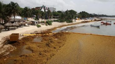 Costas del caribe mexicano invadidas por sargazo.
