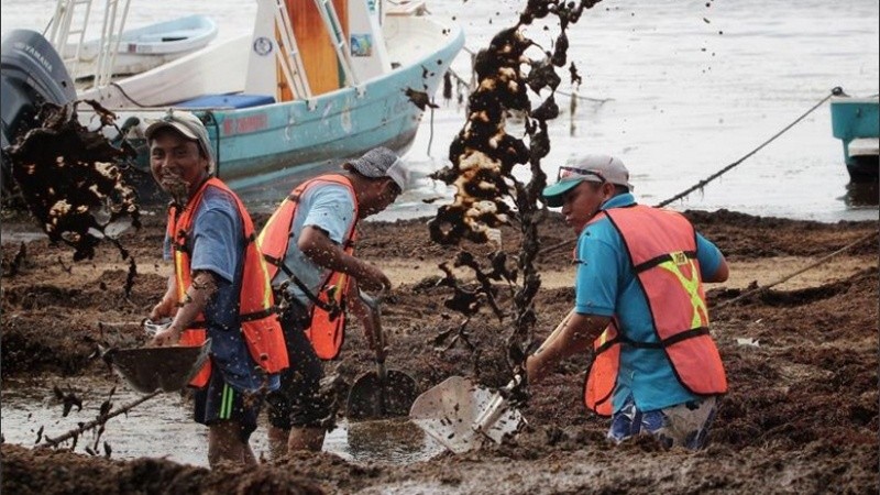 Costas del caribe mexicano invadidas por sargazo. 