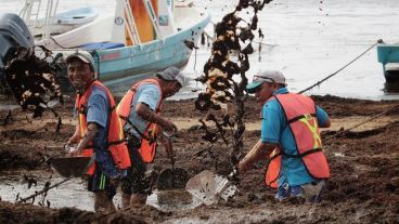 Costas del caribe mexicano invadidas por sargazo.