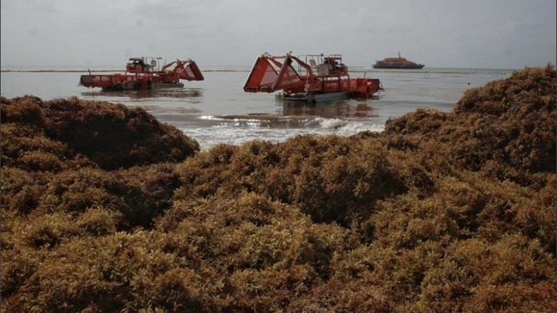 Costas del caribe mexicano invadidas por sargazo. 