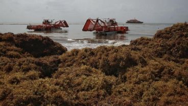 Costas del caribe mexicano invadidas por sargazo.