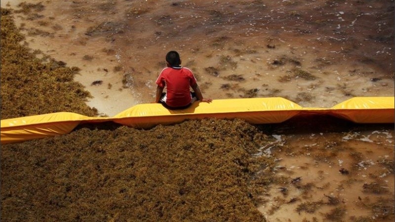 Costas del caribe mexicano invadidas por sargazo. 