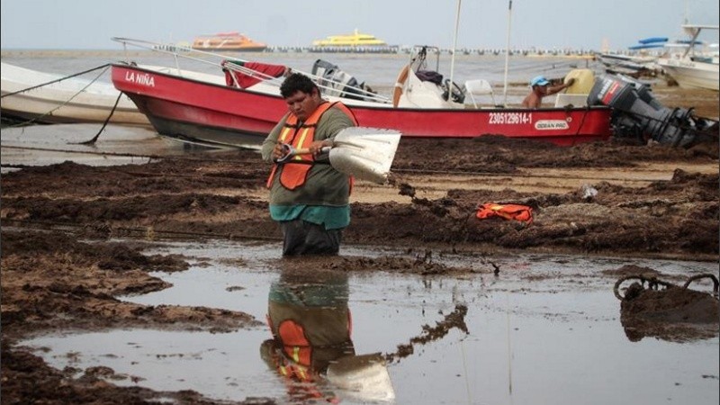 Costas del caribe mexicano invadidas por sargazo. 