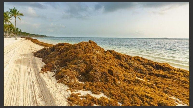 Costas del caribe mexicano invadidas por sargazo. 