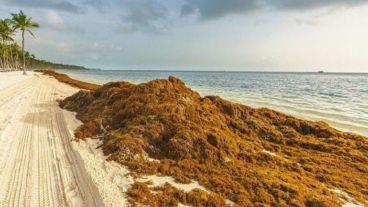 Costas del caribe mexicano invadidas por sargazo.