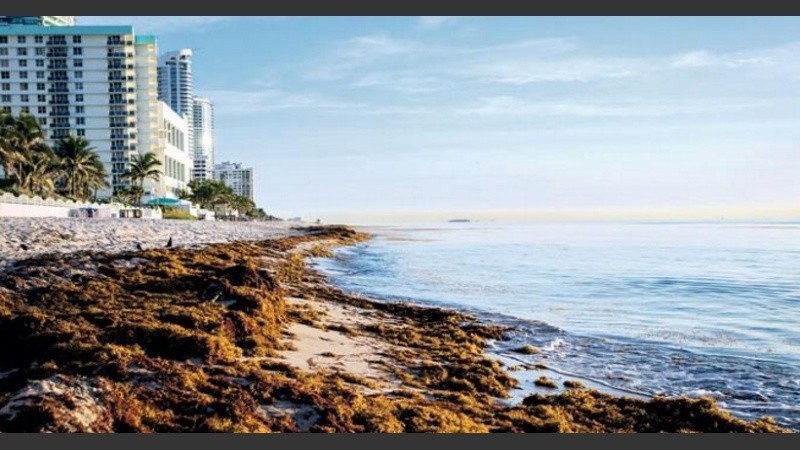 Costas del caribe mexicano invadidas por sargazo. 