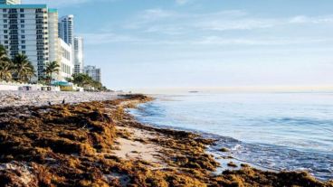 Costas del caribe mexicano invadidas por sargazo.