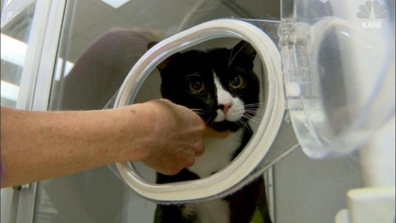 Félix está en recuperación.