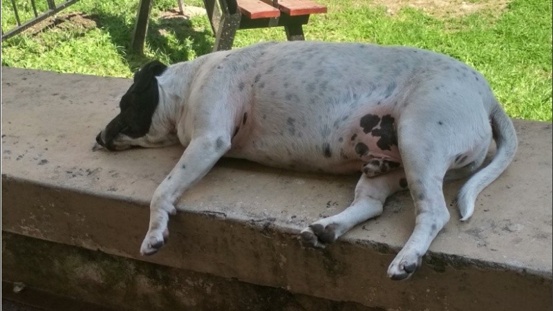 En verano, Blanqui prefiere el parque cerca del fresquito del río. 