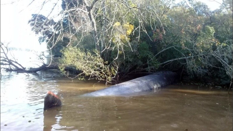 El cetáceo estuvo casi una semana en agua dulce.