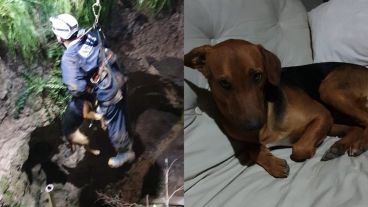 El momento más emotivo fue cuando el bombero salió a la superficie junto a "Nelson"