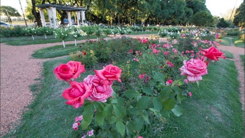 A plantar los gajos y que la primavera realice su magia. 