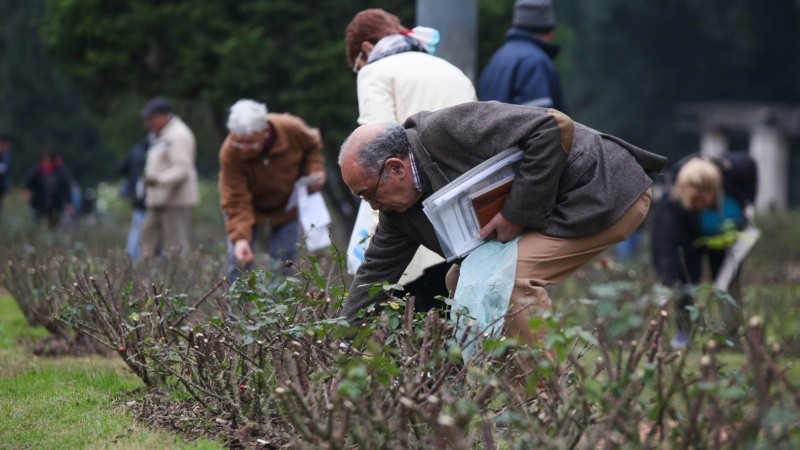 El Rosedal tiene alrededor de 40 variedades de rosas.
