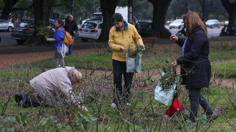La época de poda se realiza en iniverno.