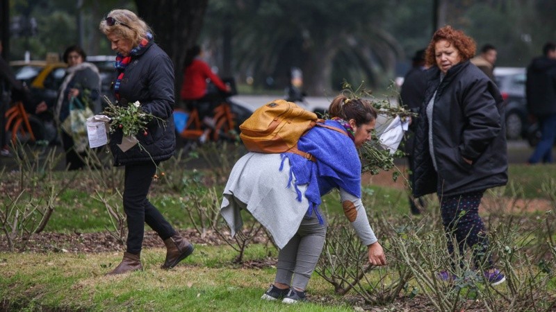 Muchas personas buscaron las ramitas de rosas que no fueron recogidas tras la poda y que sirven para plantar. 