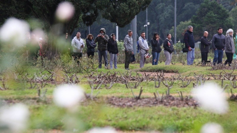 Mucha gente hizo fila desde temprano para obtener sus esquejes. 
