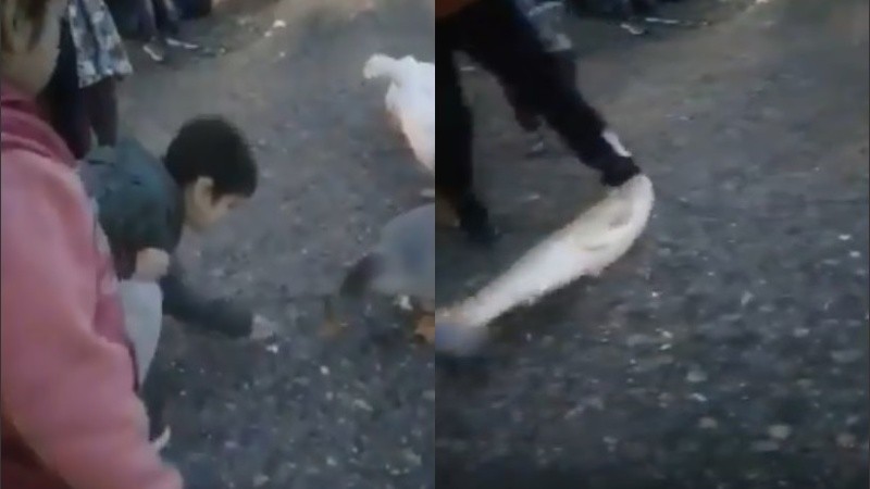 El momento del salto sorpresivo del pez quedó filmado.