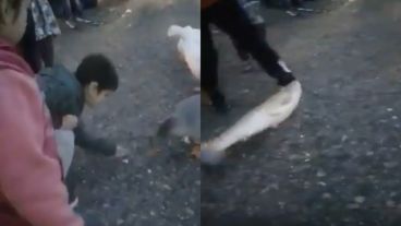 El momento del salto sorpresivo del pez quedó filmado.