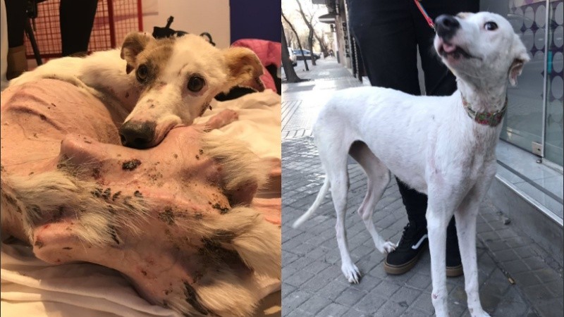 Rusa fue encontrada en mal estado (izquierda) y tuvo una recuperación muy rápida.