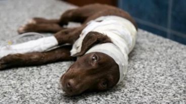 El perro "Chocolate" murió tras ser despellejado en Córdoba.