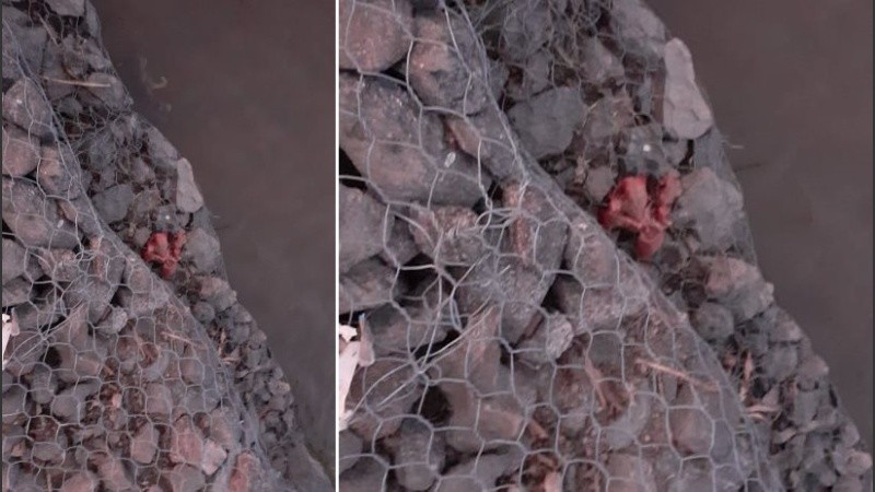 Los supuestos órganos humanos serán analizados en el Instituto Médico Legal.