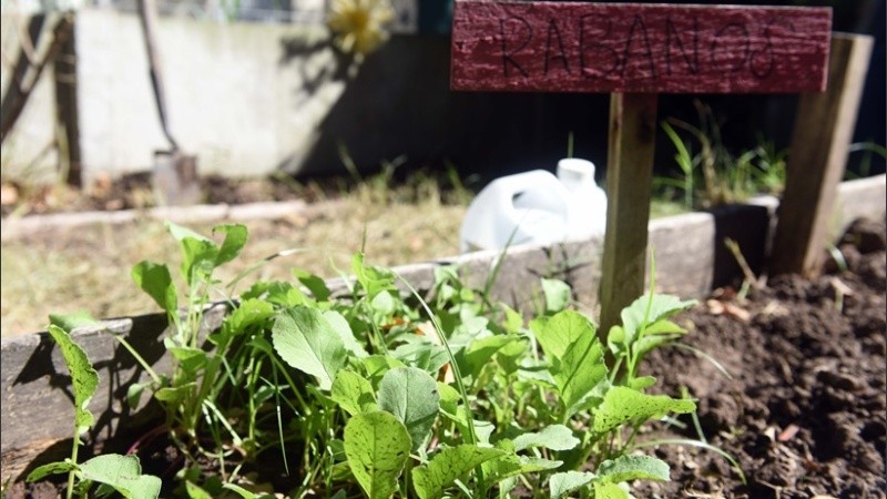 La Huerta en Casa tendrá nuevo encuentro este martes.