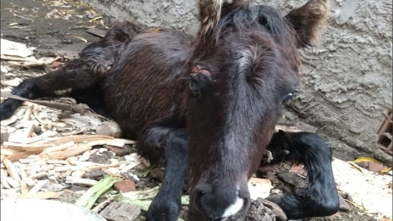 El caballo estaba en evidente estado de abandono. 