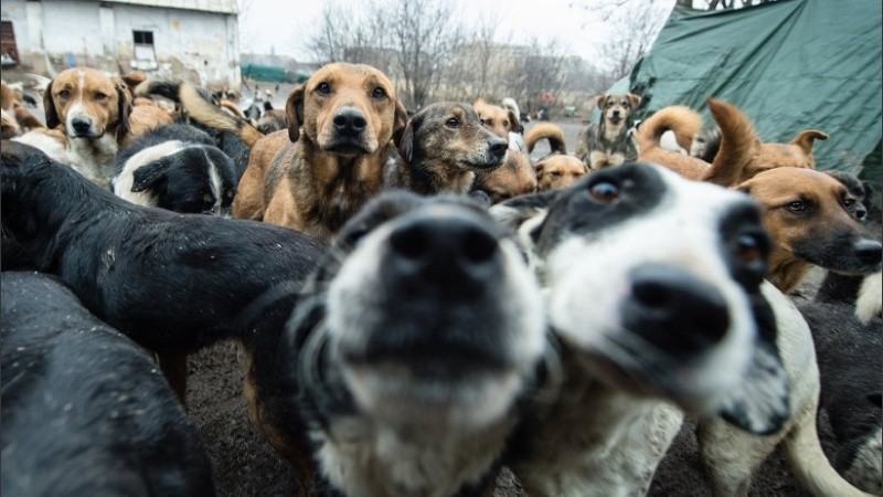 Desmienten una matanza de perros de la calle en Villa Gobernador Gálvez. 