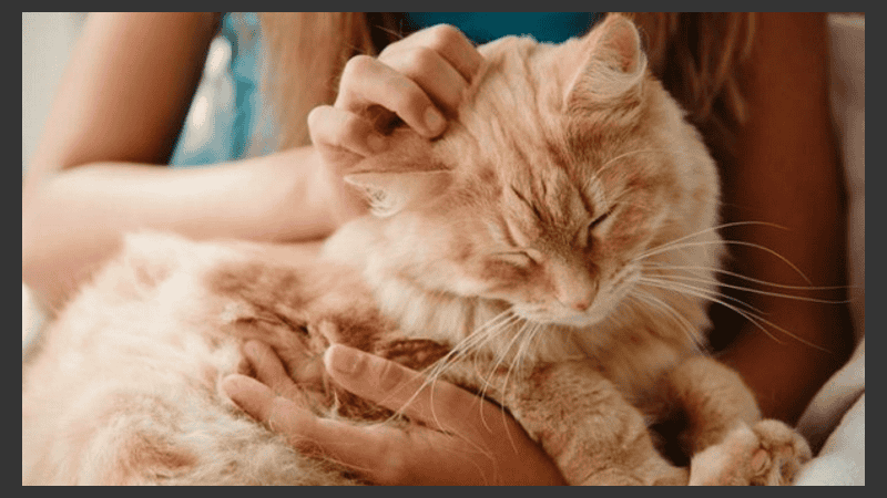 Los científicos midieron los niveles de cortisol antes y después del encuentro de estudiantes con animales.