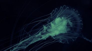 En EE.UU. se registraron 145 casos desde 1962 hasta 2018.