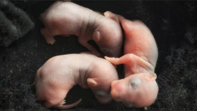 Los científicos no se ponen de acuerdo sobre los experimentos.