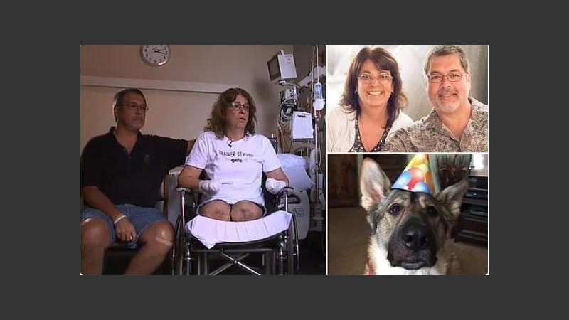 La bacteria es muy común en perros y gatos, aunque es raro que cause enfermedades en humanos.