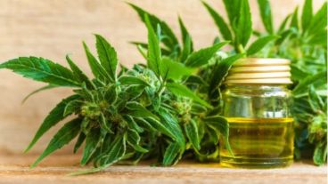 El aceite de cannabis y la necesidad de que se cumpla la ley que formaliza su producción.
