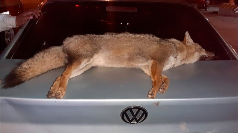 El cuerpo del animal estaba en el baúl del coche. 
