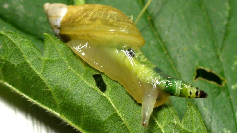 Imitan la apariencia de una oruga para atraer la atención de las aves depredadoras