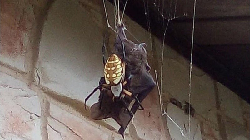  Esta especie de araña se alimenta habitualmente de insectos.