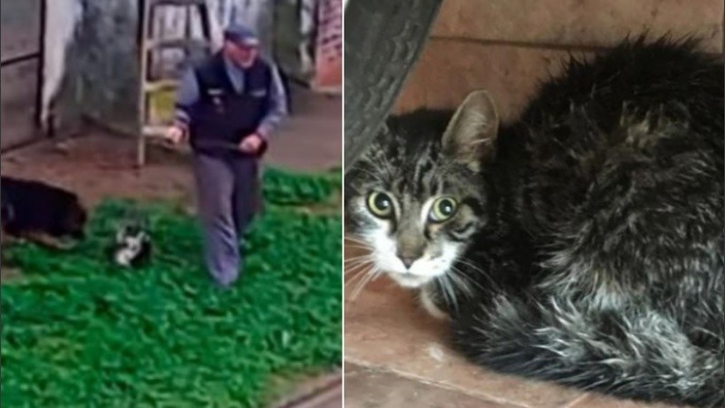 El animalito fue rescatado a tiempo y se está recuperando. 