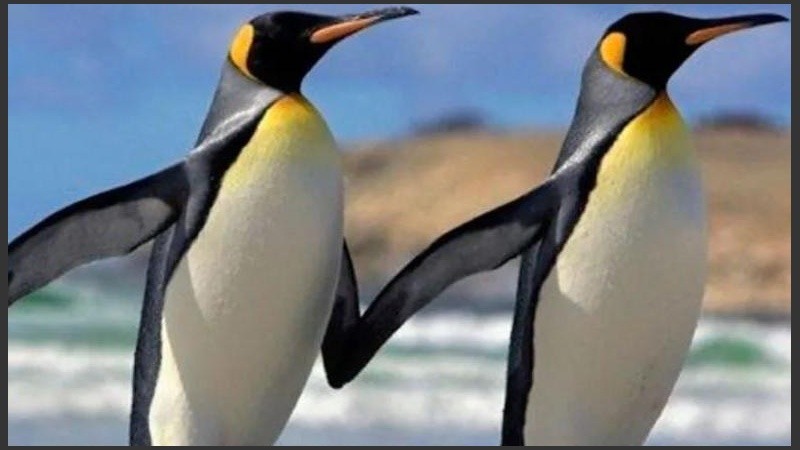 Los especialistas creen que serán una muy buenos padres.